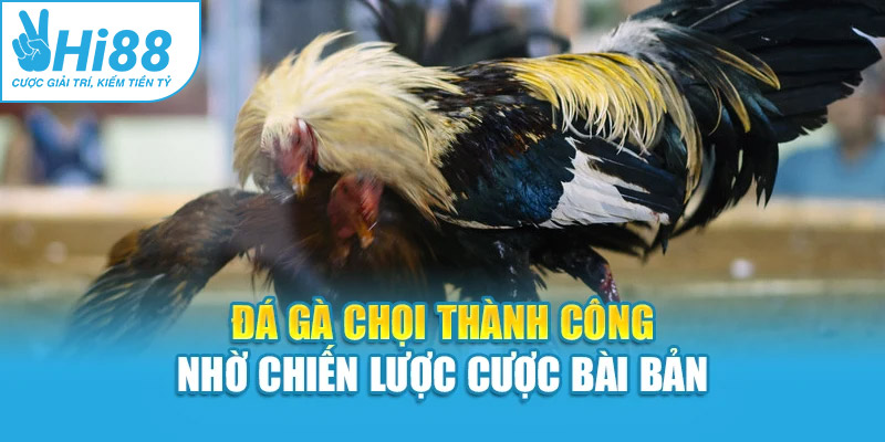 Đá gà chọi thành công nhờ chiến lược cược bài bản